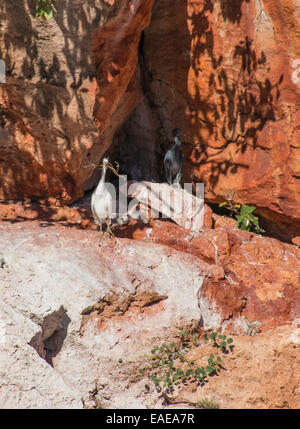 Östlichen Riff Reiher, Egretta sacra Stockfoto