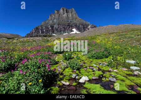 Blühende Bergblumen vor Clements Berge, Hidden Lake Trail, Glacier National Park, Montana, Vereinigte Staaten von Amerika Stockfoto