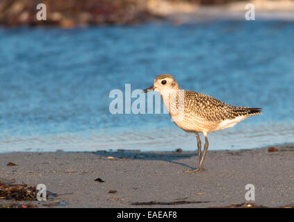 Eurasische Goldregenpfeifer, Pluvialis apricaria Stockfoto