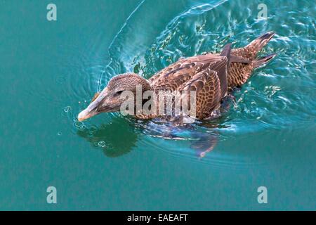 Gemeinsamen Eiderente, Somateria molissima Stockfoto