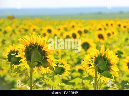 Eingereicht von Sonnenblumen, von hinten gesehen Stockfoto
