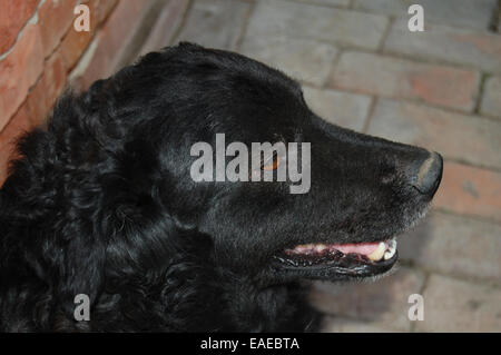 Der schwarze Hund ist nach dem Mittagessen im Schatten ruhen. Stockfoto