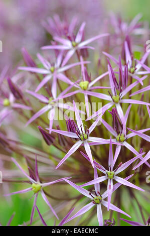 Nahaufnahme von Allium Christophii mit Sternenhimmel Blume des blassen lila/lila mit grünen Zentren. Stockfoto