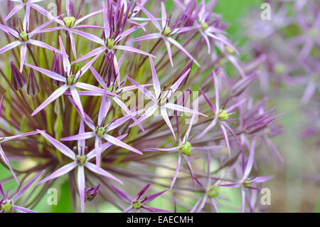 Nahaufnahme von Allium Christophii mit Sternenhimmel Blume des blassen lila/lila mit grünen Zentren. Stockfoto