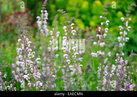 Salvia Pratense als eine blasse rosa Form wächst in einem englischen Garten. Stockfoto