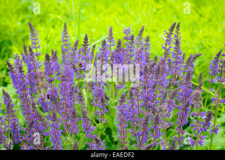 Lebendige Farbkontrast violett/blau Salvia Superba mit einem hellen grünen Hintergrund. Stockfoto