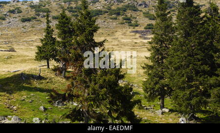 Nadelwald, Est Europe, Karpaten. Stockfoto