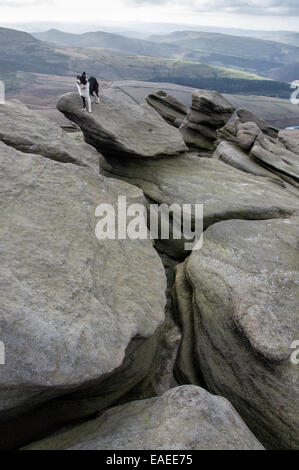 Border-Collie Hund stehende Felsen am Rande der Kinder Scout Plateau im Peak District, Derbyshire. Stockfoto
