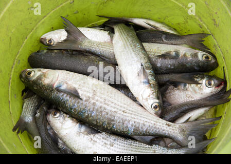 Frische Meeräsche und gerade Gefangenen in einem Fischer Eimer Stockfoto