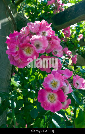 Cluster von rosa Blüten mit weißer Mitte Stockfoto