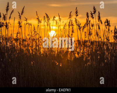 Goldener Sonnenuntergang gesehen durch ein Cluster von Silhouette Marsh Schilf, Crouch-Mündung, Essex Stockfoto