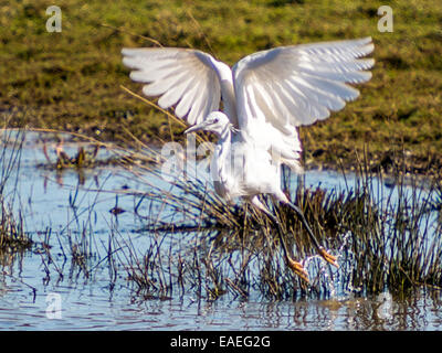 Silberreiher [Ardea Alba] hebt ab mit den Flügeln in der oberen Position gegen Marsh Hintergrund isoliert. Stockfoto