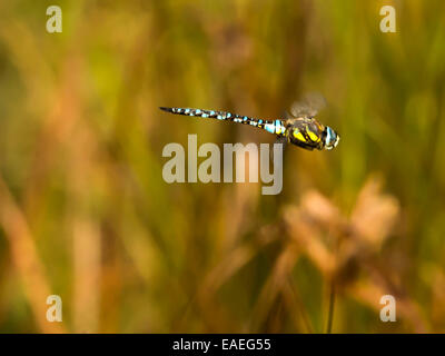 Libelle [Anisoptera], blau und gelb gesprenkelte Färbung. Makro-Bild von gelben und grünen Schilf Hintergrund isoliert. Stockfoto