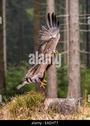 Wunderschöne Golden Eagle [Aquila Chrysaetos] in voller Fahrt, drehen mit Flügel erweitert und Wald, Wald im Hintergrund. Stockfoto