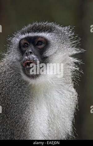 Nahaufnahme eines Vervet Affen (Chlorocebus Pygerythrus). Stockfoto