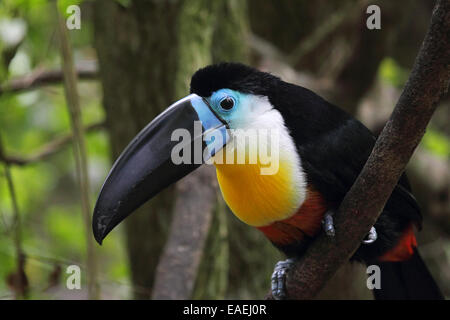 Kanal-billed Toucan (Ramphastos Vitellinus) sitzt in einem Busch. Stockfoto