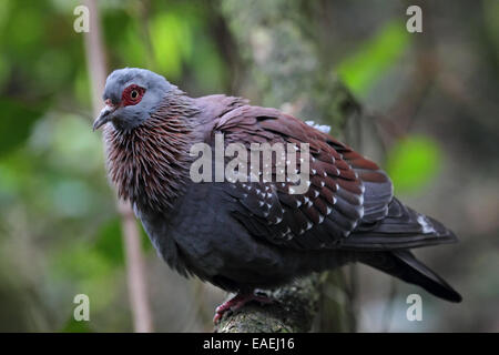 Gesprenkelte Taube (Columba Guinea) auf einem Ast. Stockfoto