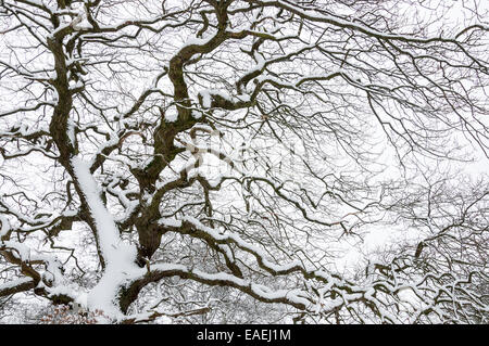 Eine große Eiche mit ausladenden Ästen mit Schnee bedeckt. Ein Feature von einem englischen ländlichen Winter. Stockfoto