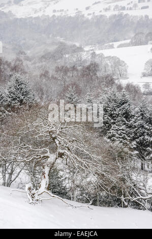 Eine Eiche neben einem verschneiten Wald mit Blick auf die Berge im Hintergrund. Stockfoto