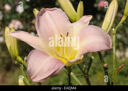 Eine Blume Taglilien, Hemerocallis "Luxus Spitze", in einem krautigen Garten Blumen Stockfoto