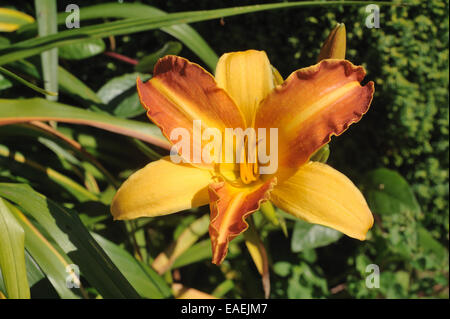 Eine Blume Taglilien, Hemerocallis 'Frans Hals', in einem krautigen Garten Blumen Stockfoto