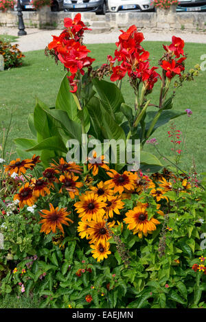 Rot Canna Lilien und Rudbeckia "Cappuccino" Blüte im Zentrum von St. Emilion in Bordeaux Region von Frankreich, August Stockfoto