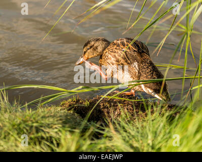 Eine junge Stockente flüchtet am Ufer Flusses, um einen dringenden Juckreiz zu besuchen. Stockfoto