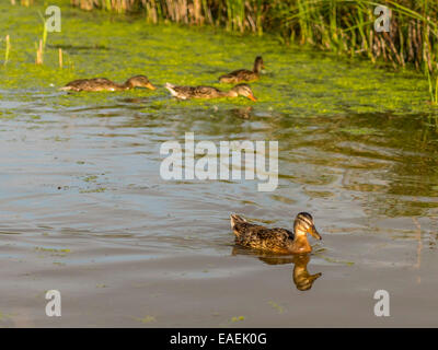 Eine entspannte Mallard Gruppe posieren für die Kamera von Grünalgen ernähren, während der späten Nachmittag reflektierende Sonnenlicht fangen. Stockfoto