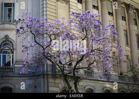 Jacaranda Baum. Buenos Aires, Argentinien. Stockfoto