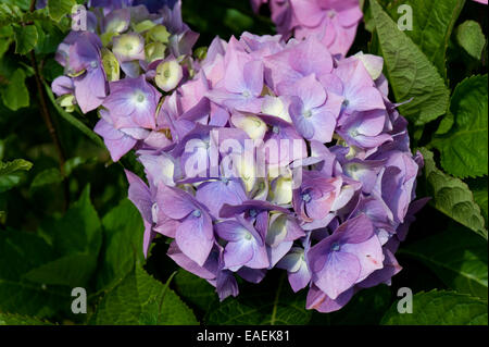 Blau/Rosa Flowerhead Hydrangea Macrophylla wo die marginale Farbe zwischen rot und Blau von Boden-pH-Bedingungen-n betroffen ist Stockfoto