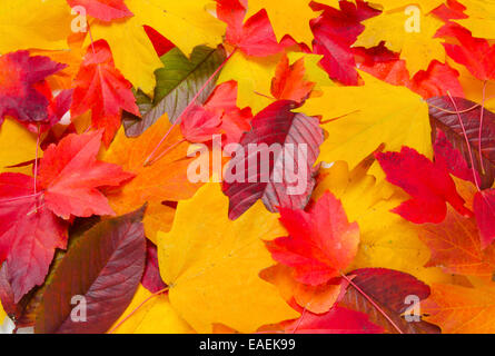 Nahaufnahme von einer Mischung der Blätter zu Spitzenzeiten Herbst Farbe einen schöne Herbst-Hintergrund schafft. Warmen Studiobeleuchtung mit einer Softbox. Stockfoto