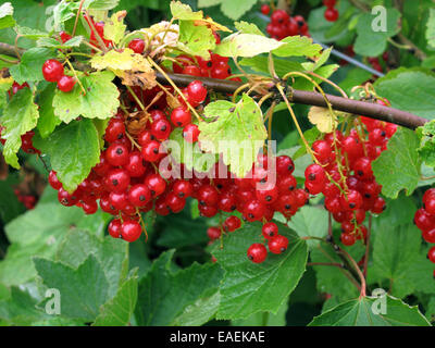 Rote Johannisbeere Büsche mit reifen Früchten laiden mit Wassertropfen nach Regen Stockfoto