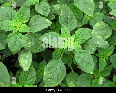 Weißer Rost, Albugo Bliti, Bläschen auf der oberen Fläche der Amarant oder Fuchsschwanz verlässt, Amaranthus Retroflexus, Stockfoto