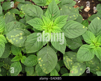 Weißer Rost, Albugo Bliti, Bläschen auf der oberen Fläche der Amarant oder Fuchsschwanz verlässt, Amaranthus Retroflexus, Stockfoto