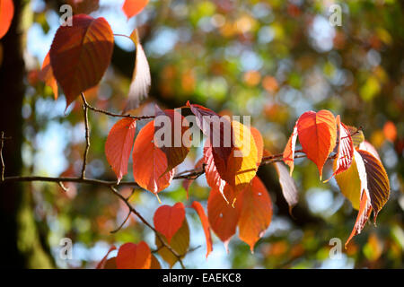 herbstliche Blätter Sargents Kirsche Baum Jane Ann Butler Fotografie JABP1313 Stockfoto