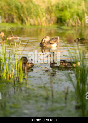 Entspannte Mallard Gruppe posieren für die Kamera, fangen die späten Nachmittag reflektierende Sonnenlicht mit Ufer des Flusses als Hintergrund. Stockfoto