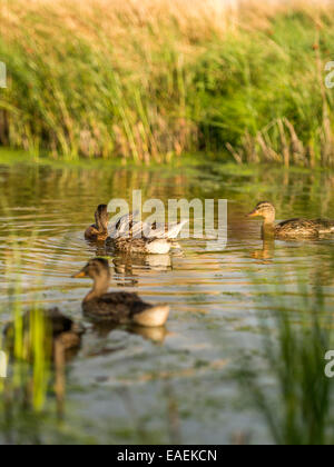 Entspannte Mallard Gruppe posieren für die Kamera, fangen die späten Nachmittag reflektierende Sonnenlicht mit Ufer des Flusses als Hintergrund. Stockfoto