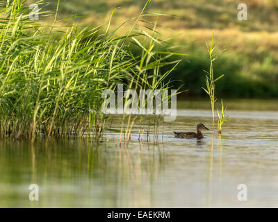Entspannte Mallard [Anas Platyrhynchos] erscheint aus dem Schilf mit dem Ufer des Flusses im Hintergrund. Stockfoto