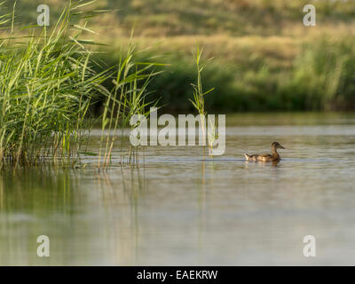 Entspannte Mallard [Anas Platyrhynchos] erscheint aus dem Schilf mit dem Ufer des Flusses im Hintergrund. Stockfoto