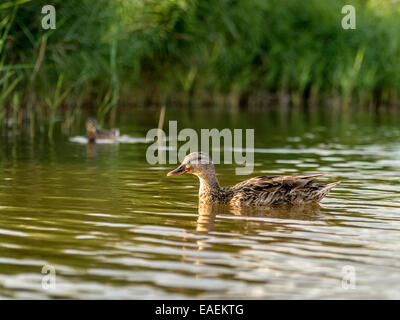 Neugierige Stockenten posieren für die Kamera, fangen die späten Nachmittag reflektierende Sonnenlicht mit Ufer des Flusses als Hintergrund. Stockfoto