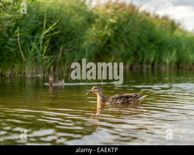 Neugierige Stockenten posieren für die Kamera, fangen die späten Nachmittag reflektierende Sonnenlicht mit Ufer des Flusses als Hintergrund. Stockfoto