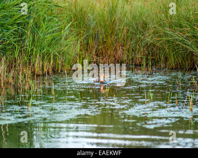 Eine neugierige Stockente posiert für die Kamera, fangen die späten Nachmittag reflektierende Sonnenlicht mit Ufer des Flusses als Hintergrund. Stockfoto