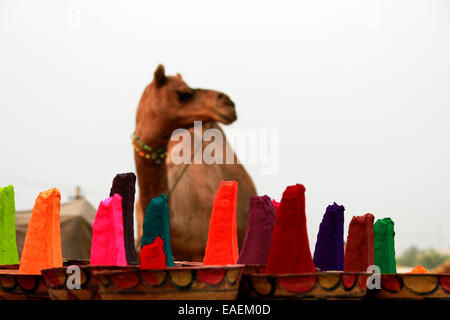 blau, Farbe, bunt, Farben, Hintergrund, Kamel, Kamera, Schnitt, Kopf, Headshot, schauen, heraus, Whitedoses, grün, rot, gelb Stockfoto