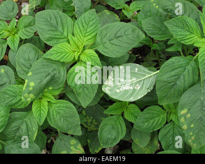 Weißer Rost, Albugo Bliti, Bläschen auf der oberen Fläche der Amarant oder Fuchsschwanz verlässt, Amaranthus Retroflexus, Stockfoto