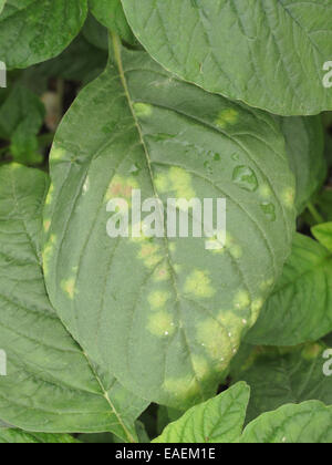 Weißer Rost, Albugo Bliti, Bläschen auf der oberen Fläche der Amarant oder Fuchsschwanz verlässt, Amaranthus Retroflexus, Stockfoto