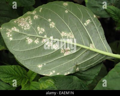 Weißer Rost, Albugo Bliti, Bläschen auf der oberen Fläche der Amarant oder Fuchsschwanz verlässt, Amaranthus Retroflexus, Stockfoto