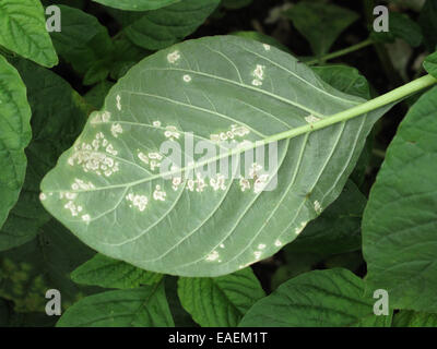 Weißer Rost, Albugo Bliti, Bläschen auf der oberen Fläche der Amarant oder Fuchsschwanz verlässt, Amaranthus Retroflexus, Stockfoto