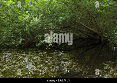 Reflexion der Bäume im Wasser im Epping Forest, eine Fläche von alten Wald im Südosten Englands, beiderseits der Grenze zwischen Stockfoto