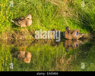Entspannte Stockenten-Paar posieren für die Kamera, fangen die späten Nachmittag reflektierende Sonnenlicht mit Ufer des Flusses als Hintergrund. Stockfoto