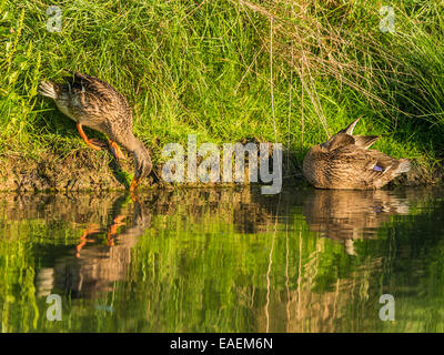 Entspannte Stockenten-Paar posieren für die Kamera, fangen die späten Nachmittag reflektierende Sonnenlicht mit Ufer des Flusses als Hintergrund. Stockfoto